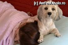 [P04] Motivul pentru care sunt fericita » foto by MCM
 - 
<span class="allrVoted glyphicon glyphicon-heart hidden" id="av308790"></span>
<a class="m-l-10 hidden" id="sv308790" onclick="voting_Foto_DelVot(,308790,8128)" role="button">șterge vot <span class="glyphicon glyphicon-remove"></span></a>
<a id="v9308790" class=" c-red"  onclick="voting_Foto_SetVot(308790)" role="button"><span class="glyphicon glyphicon-heart-empty"></span> <b>LIKE</b> = Votează poza</a> <img class="hidden"  id="f308790W9" src="/imagini/loader.gif" border="0" /><span class="AjErrMes hidden" id="e308790ErM"></span>