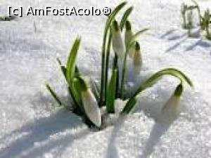 [P01] Chiar dacă nu e o poză făcută de mine, măcar virtual primiți acești ghiocei din partea-mi! Și un zâmbet călduros! :)  » foto by Yersinia Pestis <span class="label label-default labelC_thin small">NEVOTABILĂ</span>