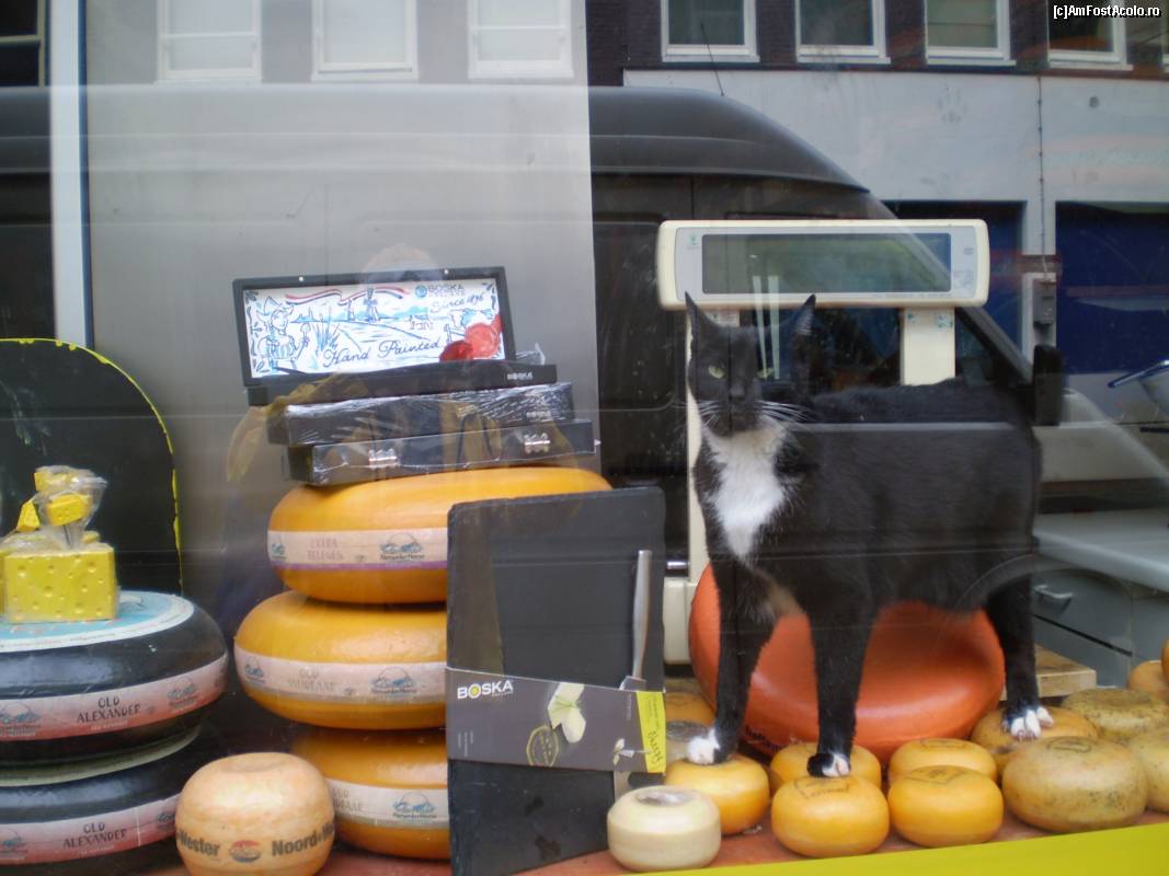 [P12] In Amsterdam, în vitrina unui magazin de brânzeturi, această pisică își aștepta stăpînul să deschidă magazinul.  » foto by Mihai18
 - 
<span class="allrVoted glyphicon glyphicon-heart hidden" id="av657880"></span>
<a class="m-l-10 hidden" id="sv657880" onclick="voting_Foto_DelVot(,657880,8128)" role="button">șterge vot <span class="glyphicon glyphicon-remove"></span></a>
<a id="v9657880" class=" c-red"  onclick="voting_Foto_SetVot(657880)" role="button"><span class="glyphicon glyphicon-heart-empty"></span> <b>LIKE</b> = Votează poza</a> <img class="hidden"  id="f657880W9" src="/imagini/loader.gif" border="0" /><span class="AjErrMes hidden" id="e657880ErM"></span>