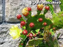 P29 [OCT-2005] Florile de cactus
