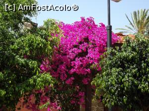 [P98] Bougainvillea din Larnaca » foto by irinad
 - 
<span class="allrVoted glyphicon glyphicon-heart hidden" id="av752072"></span>
<a class="m-l-10 hidden" id="sv752072" onclick="voting_Foto_DelVot(,752072,8430)" role="button">șterge vot <span class="glyphicon glyphicon-remove"></span></a>
<a id="v9752072" class=" c-red"  onclick="voting_Foto_SetVot(752072)" role="button"><span class="glyphicon glyphicon-heart-empty"></span> <b>LIKE</b> = Votează poza</a> <img class="hidden"  id="f752072W9" src="/imagini/loader.gif" border="0" /><span class="AjErrMes hidden" id="e752072ErM"></span>