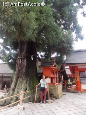 [P14] Nara, Altarul Kasuga Taisha, Cedrul japonez de 1000 de ani » foto by mprofeanu
 - 
<span class="allrVoted glyphicon glyphicon-heart hidden" id="av716710"></span>
<a class="m-l-10 hidden" id="sv716710" onclick="voting_Foto_DelVot(,716710,8565)" role="button">șterge vot <span class="glyphicon glyphicon-remove"></span></a>
<a id="v9716710" class=" c-red"  onclick="voting_Foto_SetVot(716710)" role="button"><span class="glyphicon glyphicon-heart-empty"></span> <b>LIKE</b> = Votează poza</a> <img class="hidden"  id="f716710W9" src="/imagini/loader.gif" border="0" /><span class="AjErrMes hidden" id="e716710ErM"></span>