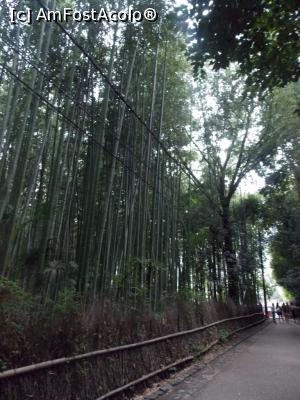 [P86] Kyoto, Arashiyama, Pădurea de bambuși » foto by mprofeanu
 - 
<span class="allrVoted glyphicon glyphicon-heart hidden" id="av738998"></span>
<a class="m-l-10 hidden" id="sv738998" onclick="voting_Foto_DelVot(,738998,8571)" role="button">șterge vot <span class="glyphicon glyphicon-remove"></span></a>
<a id="v9738998" class=" c-red"  onclick="voting_Foto_SetVot(738998)" role="button"><span class="glyphicon glyphicon-heart-empty"></span> <b>LIKE</b> = Votează poza</a> <img class="hidden"  id="f738998W9" src="/imagini/loader.gif" border="0" /><span class="AjErrMes hidden" id="e738998ErM"></span>