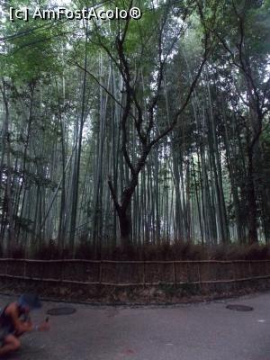 [P87] Kyoto, Arashiyama, pădure și balustrade de bambuși » foto by mprofeanu
 - 
<span class="allrVoted glyphicon glyphicon-heart hidden" id="av738999"></span>
<a class="m-l-10 hidden" id="sv738999" onclick="voting_Foto_DelVot(,738999,8571)" role="button">șterge vot <span class="glyphicon glyphicon-remove"></span></a>
<a id="v9738999" class=" c-red"  onclick="voting_Foto_SetVot(738999)" role="button"><span class="glyphicon glyphicon-heart-empty"></span> <b>LIKE</b> = Votează poza</a> <img class="hidden"  id="f738999W9" src="/imagini/loader.gif" border="0" /><span class="AjErrMes hidden" id="e738999ErM"></span>