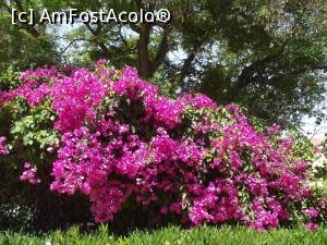 [P02] Bougainvillea din Nicosia sudică » foto by irinad
 - 
<span class="allrVoted glyphicon glyphicon-heart hidden" id="av749800"></span>
<a class="m-l-10 hidden" id="sv749800" onclick="voting_Foto_DelVot(,749800,8732)" role="button">șterge vot <span class="glyphicon glyphicon-remove"></span></a>
<a id="v9749800" class=" c-red"  onclick="voting_Foto_SetVot(749800)" role="button"><span class="glyphicon glyphicon-heart-empty"></span> <b>LIKE</b> = Votează poza</a> <img class="hidden"  id="f749800W9" src="/imagini/loader.gif" border="0" /><span class="AjErrMes hidden" id="e749800ErM"></span>