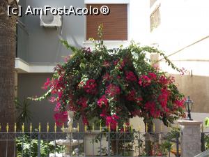 [P53] Din Nicosia sudică, o altă bougainvillea » foto by irinad
 - 
<span class="allrVoted glyphicon glyphicon-heart hidden" id="av749903"></span>
<a class="m-l-10 hidden" id="sv749903" onclick="voting_Foto_DelVot(,749903,8732)" role="button">șterge vot <span class="glyphicon glyphicon-remove"></span></a>
<a id="v9749903" class=" c-red"  onclick="voting_Foto_SetVot(749903)" role="button"><span class="glyphicon glyphicon-heart-empty"></span> <b>LIKE</b> = Votează poza</a> <img class="hidden"  id="f749903W9" src="/imagini/loader.gif" border="0" /><span class="AjErrMes hidden" id="e749903ErM"></span>