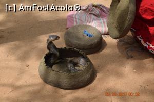 [P41] cobra regala » foto by robert
 - 
<span class="allrVoted glyphicon glyphicon-heart hidden" id="av900320"></span>
<a class="m-l-10 hidden" id="sv900320" onclick="voting_Foto_DelVot(,900320,8783)" role="button">șterge vot <span class="glyphicon glyphicon-remove"></span></a>
<a id="v9900320" class=" c-red"  onclick="voting_Foto_SetVot(900320)" role="button"><span class="glyphicon glyphicon-heart-empty"></span> <b>LIKE</b> = Votează poza</a> <img class="hidden"  id="f900320W9" src="/imagini/loader.gif" border="0" /><span class="AjErrMes hidden" id="e900320ErM"></span>