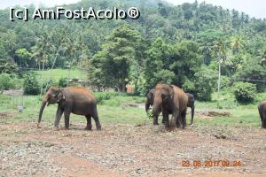 [P12] Pinnawala Elephant Orphanage » foto by robert
 - 
<span class="allrVoted glyphicon glyphicon-heart hidden" id="av901626"></span>
<a class="m-l-10 hidden" id="sv901626" onclick="voting_Foto_DelVot(,901626,8783)" role="button">șterge vot <span class="glyphicon glyphicon-remove"></span></a>
<a id="v9901626" class=" c-red"  onclick="voting_Foto_SetVot(901626)" role="button"><span class="glyphicon glyphicon-heart-empty"></span> <b>LIKE</b> = Votează poza</a> <img class="hidden"  id="f901626W9" src="/imagini/loader.gif" border="0" /><span class="AjErrMes hidden" id="e901626ErM"></span>