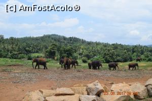 [P13] Pinnawala Elephant Orphanage » foto by robert
 - 
<span class="allrVoted glyphicon glyphicon-heart hidden" id="av901627"></span>
<a class="m-l-10 hidden" id="sv901627" onclick="voting_Foto_DelVot(,901627,8783)" role="button">șterge vot <span class="glyphicon glyphicon-remove"></span></a>
<a id="v9901627" class=" c-red"  onclick="voting_Foto_SetVot(901627)" role="button"><span class="glyphicon glyphicon-heart-empty"></span> <b>LIKE</b> = Votează poza</a> <img class="hidden"  id="f901627W9" src="/imagini/loader.gif" border="0" /><span class="AjErrMes hidden" id="e901627ErM"></span>