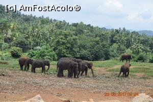 [P14] Pinnawala Elephant Orphanage » foto by robert
 - 
<span class="allrVoted glyphicon glyphicon-heart hidden" id="av901628"></span>
<a class="m-l-10 hidden" id="sv901628" onclick="voting_Foto_DelVot(,901628,8783)" role="button">șterge vot <span class="glyphicon glyphicon-remove"></span></a>
<a id="v9901628" class=" c-red"  onclick="voting_Foto_SetVot(901628)" role="button"><span class="glyphicon glyphicon-heart-empty"></span> <b>LIKE</b> = Votează poza</a> <img class="hidden"  id="f901628W9" src="/imagini/loader.gif" border="0" /><span class="AjErrMes hidden" id="e901628ErM"></span>