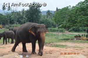 [P15] Pinnawala Elephant Orphanage » foto by robert
 - 
<span class="allrVoted glyphicon glyphicon-heart hidden" id="av901629"></span>
<a class="m-l-10 hidden" id="sv901629" onclick="voting_Foto_DelVot(,901629,8783)" role="button">șterge vot <span class="glyphicon glyphicon-remove"></span></a>
<a id="v9901629" class=" c-red"  onclick="voting_Foto_SetVot(901629)" role="button"><span class="glyphicon glyphicon-heart-empty"></span> <b>LIKE</b> = Votează poza</a> <img class="hidden"  id="f901629W9" src="/imagini/loader.gif" border="0" /><span class="AjErrMes hidden" id="e901629ErM"></span>