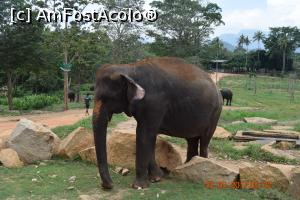 [P16] Pinnawala Elephant Orphanage » foto by robert
 - 
<span class="allrVoted glyphicon glyphicon-heart hidden" id="av901630"></span>
<a class="m-l-10 hidden" id="sv901630" onclick="voting_Foto_DelVot(,901630,8783)" role="button">șterge vot <span class="glyphicon glyphicon-remove"></span></a>
<a id="v9901630" class=" c-red"  onclick="voting_Foto_SetVot(901630)" role="button"><span class="glyphicon glyphicon-heart-empty"></span> <b>LIKE</b> = Votează poza</a> <img class="hidden"  id="f901630W9" src="/imagini/loader.gif" border="0" /><span class="AjErrMes hidden" id="e901630ErM"></span>