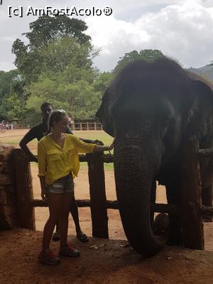 [P19] Pinnawala Elephant Orphanage » foto by robert
 - 
<span class="allrVoted glyphicon glyphicon-heart hidden" id="av901633"></span>
<a class="m-l-10 hidden" id="sv901633" onclick="voting_Foto_DelVot(,901633,8783)" role="button">șterge vot <span class="glyphicon glyphicon-remove"></span></a>
<a id="v9901633" class=" c-red"  onclick="voting_Foto_SetVot(901633)" role="button"><span class="glyphicon glyphicon-heart-empty"></span> <b>LIKE</b> = Votează poza</a> <img class="hidden"  id="f901633W9" src="/imagini/loader.gif" border="0" /><span class="AjErrMes hidden" id="e901633ErM"></span>