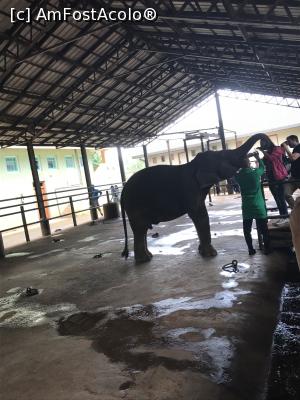 [P21] Pinnawala Elephant Orphanage » foto by robert
 - 
<span class="allrVoted glyphicon glyphicon-heart hidden" id="av901635"></span>
<a class="m-l-10 hidden" id="sv901635" onclick="voting_Foto_DelVot(,901635,8783)" role="button">șterge vot <span class="glyphicon glyphicon-remove"></span></a>
<a id="v9901635" class=" c-red"  onclick="voting_Foto_SetVot(901635)" role="button"><span class="glyphicon glyphicon-heart-empty"></span> <b>LIKE</b> = Votează poza</a> <img class="hidden"  id="f901635W9" src="/imagini/loader.gif" border="0" /><span class="AjErrMes hidden" id="e901635ErM"></span>