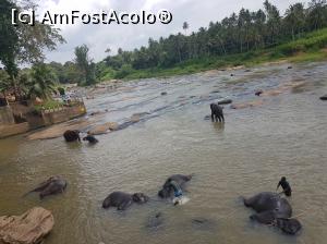 [P26] Pinnawala Elephant Orphanage » foto by robert
 - 
<span class="allrVoted glyphicon glyphicon-heart hidden" id="av901640"></span>
<a class="m-l-10 hidden" id="sv901640" onclick="voting_Foto_DelVot(,901640,8783)" role="button">șterge vot <span class="glyphicon glyphicon-remove"></span></a>
<a id="v9901640" class=" c-red"  onclick="voting_Foto_SetVot(901640)" role="button"><span class="glyphicon glyphicon-heart-empty"></span> <b>LIKE</b> = Votează poza</a> <img class="hidden"  id="f901640W9" src="/imagini/loader.gif" border="0" /><span class="AjErrMes hidden" id="e901640ErM"></span>