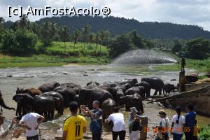[P27] Pinnawala Elephant Orphanage » foto by robert
 - 
<span class="allrVoted glyphicon glyphicon-heart hidden" id="av901641"></span>
<a class="m-l-10 hidden" id="sv901641" onclick="voting_Foto_DelVot(,901641,8783)" role="button">șterge vot <span class="glyphicon glyphicon-remove"></span></a>
<a id="v9901641" class=" c-red"  onclick="voting_Foto_SetVot(901641)" role="button"><span class="glyphicon glyphicon-heart-empty"></span> <b>LIKE</b> = Votează poza</a> <img class="hidden"  id="f901641W9" src="/imagini/loader.gif" border="0" /><span class="AjErrMes hidden" id="e901641ErM"></span>