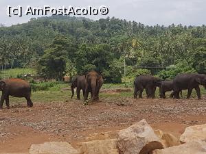 [P03] Pinnawala Elephant Orphanage » foto by robert
 - 
<span class="allrVoted glyphicon glyphicon-heart hidden" id="av901617"></span>
<a class="m-l-10 hidden" id="sv901617" onclick="voting_Foto_DelVot(,901617,8783)" role="button">șterge vot <span class="glyphicon glyphicon-remove"></span></a>
<a id="v9901617" class=" c-red"  onclick="voting_Foto_SetVot(901617)" role="button"><span class="glyphicon glyphicon-heart-empty"></span> <b>LIKE</b> = Votează poza</a> <img class="hidden"  id="f901617W9" src="/imagini/loader.gif" border="0" /><span class="AjErrMes hidden" id="e901617ErM"></span>