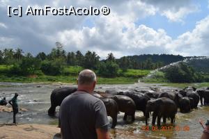 [P30] Pinnawala Elephant Orphanage » foto by robert
 - 
<span class="allrVoted glyphicon glyphicon-heart hidden" id="av901644"></span>
<a class="m-l-10 hidden" id="sv901644" onclick="voting_Foto_DelVot(,901644,8783)" role="button">șterge vot <span class="glyphicon glyphicon-remove"></span></a>
<a id="v9901644" class=" c-red"  onclick="voting_Foto_SetVot(901644)" role="button"><span class="glyphicon glyphicon-heart-empty"></span> <b>LIKE</b> = Votează poza</a> <img class="hidden"  id="f901644W9" src="/imagini/loader.gif" border="0" /><span class="AjErrMes hidden" id="e901644ErM"></span>