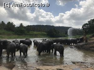 [P31] Pinnawala Elephant Orphanage » foto by robert
 - 
<span class="allrVoted glyphicon glyphicon-heart hidden" id="av901645"></span>
<a class="m-l-10 hidden" id="sv901645" onclick="voting_Foto_DelVot(,901645,8783)" role="button">șterge vot <span class="glyphicon glyphicon-remove"></span></a>
<a id="v9901645" class=" c-red"  onclick="voting_Foto_SetVot(901645)" role="button"><span class="glyphicon glyphicon-heart-empty"></span> <b>LIKE</b> = Votează poza</a> <img class="hidden"  id="f901645W9" src="/imagini/loader.gif" border="0" /><span class="AjErrMes hidden" id="e901645ErM"></span>