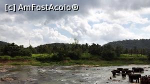 [P32] Pinnawala Elephant Orphanage » foto by robert
 - 
<span class="allrVoted glyphicon glyphicon-heart hidden" id="av901646"></span>
<a class="m-l-10 hidden" id="sv901646" onclick="voting_Foto_DelVot(,901646,8783)" role="button">șterge vot <span class="glyphicon glyphicon-remove"></span></a>
<a id="v9901646" class=" c-red"  onclick="voting_Foto_SetVot(901646)" role="button"><span class="glyphicon glyphicon-heart-empty"></span> <b>LIKE</b> = Votează poza</a> <img class="hidden"  id="f901646W9" src="/imagini/loader.gif" border="0" /><span class="AjErrMes hidden" id="e901646ErM"></span>