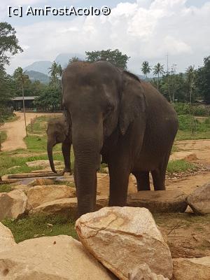 [P07] Pinnawala Elephant Orphanage » foto by robert
 - 
<span class="allrVoted glyphicon glyphicon-heart hidden" id="av901621"></span>
<a class="m-l-10 hidden" id="sv901621" onclick="voting_Foto_DelVot(,901621,8783)" role="button">șterge vot <span class="glyphicon glyphicon-remove"></span></a>
<a id="v9901621" class=" c-red"  onclick="voting_Foto_SetVot(901621)" role="button"><span class="glyphicon glyphicon-heart-empty"></span> <b>LIKE</b> = Votează poza</a> <img class="hidden"  id="f901621W9" src="/imagini/loader.gif" border="0" /><span class="AjErrMes hidden" id="e901621ErM"></span>