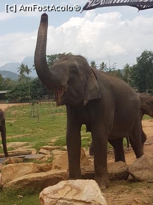 [P08] Pinnawala Elephant Orphanage » foto by robert
 - 
<span class="allrVoted glyphicon glyphicon-heart hidden" id="av901622"></span>
<a class="m-l-10 hidden" id="sv901622" onclick="voting_Foto_DelVot(,901622,8783)" role="button">șterge vot <span class="glyphicon glyphicon-remove"></span></a>
<a id="v9901622" class=" c-red"  onclick="voting_Foto_SetVot(901622)" role="button"><span class="glyphicon glyphicon-heart-empty"></span> <b>LIKE</b> = Votează poza</a> <img class="hidden"  id="f901622W9" src="/imagini/loader.gif" border="0" /><span class="AjErrMes hidden" id="e901622ErM"></span>