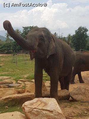 [P09] Pinnawala Elephant Orphanage » foto by robert
 - 
<span class="allrVoted glyphicon glyphicon-heart hidden" id="av901623"></span>
<a class="m-l-10 hidden" id="sv901623" onclick="voting_Foto_DelVot(,901623,8783)" role="button">șterge vot <span class="glyphicon glyphicon-remove"></span></a>
<a id="v9901623" class=" c-red"  onclick="voting_Foto_SetVot(901623)" role="button"><span class="glyphicon glyphicon-heart-empty"></span> <b>LIKE</b> = Votează poza</a> <img class="hidden"  id="f901623W9" src="/imagini/loader.gif" border="0" /><span class="AjErrMes hidden" id="e901623ErM"></span>