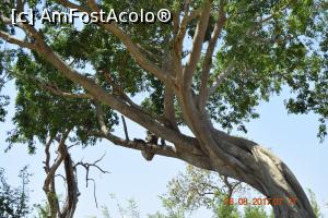 [P29] aici observăm o familie de macaci » foto by robert
 - 
<span class="allrVoted glyphicon glyphicon-heart hidden" id="av913949"></span>
<a class="m-l-10 hidden" id="sv913949" onclick="voting_Foto_DelVot(,913949,8783)" role="button">șterge vot <span class="glyphicon glyphicon-remove"></span></a>
<a id="v9913949" class=" c-red"  onclick="voting_Foto_SetVot(913949)" role="button"><span class="glyphicon glyphicon-heart-empty"></span> <b>LIKE</b> = Votează poza</a> <img class="hidden"  id="f913949W9" src="/imagini/loader.gif" border="0" /><span class="AjErrMes hidden" id="e913949ErM"></span>