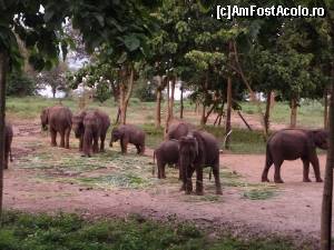 [P04] la orfelinatul de elefanti din parcul national Udawalawe » foto by corina pavel
 - 
<span class="allrVoted glyphicon glyphicon-heart hidden" id="av588689"></span>
<a class="m-l-10 hidden" id="sv588689" onclick="voting_Foto_DelVot(,588689,8783)" role="button">șterge vot <span class="glyphicon glyphicon-remove"></span></a>
<a id="v9588689" class=" c-red"  onclick="voting_Foto_SetVot(588689)" role="button"><span class="glyphicon glyphicon-heart-empty"></span> <b>LIKE</b> = Votează poza</a> <img class="hidden"  id="f588689W9" src="/imagini/loader.gif" border="0" /><span class="AjErrMes hidden" id="e588689ErM"></span>