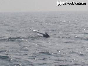 [P08] Blue whale » foto by corina pavel
 - 
<span class="allrVoted glyphicon glyphicon-heart hidden" id="av588693"></span>
<a class="m-l-10 hidden" id="sv588693" onclick="voting_Foto_DelVot(,588693,8783)" role="button">șterge vot <span class="glyphicon glyphicon-remove"></span></a>
<a id="v9588693" class=" c-red"  onclick="voting_Foto_SetVot(588693)" role="button"><span class="glyphicon glyphicon-heart-empty"></span> <b>LIKE</b> = Votează poza</a> <img class="hidden"  id="f588693W9" src="/imagini/loader.gif" border="0" /><span class="AjErrMes hidden" id="e588693ErM"></span>