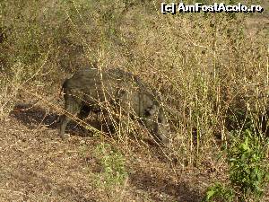 [P18] Yala National Park- » foto by nela b
 - 
<span class="allrVoted glyphicon glyphicon-heart hidden" id="av525676"></span>
<a class="m-l-10 hidden" id="sv525676" onclick="voting_Foto_DelVot(,525676,8783)" role="button">șterge vot <span class="glyphicon glyphicon-remove"></span></a>
<a id="v9525676" class=" c-red"  onclick="voting_Foto_SetVot(525676)" role="button"><span class="glyphicon glyphicon-heart-empty"></span> <b>LIKE</b> = Votează poza</a> <img class="hidden"  id="f525676W9" src="/imagini/loader.gif" border="0" /><span class="AjErrMes hidden" id="e525676ErM"></span>