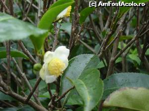 [P58] floare de ceai; are un miros discret si placut » foto by nela b
 - 
<span class="allrVoted glyphicon glyphicon-heart hidden" id="av527026"></span>
<a class="m-l-10 hidden" id="sv527026" onclick="voting_Foto_DelVot(,527026,8783)" role="button">șterge vot <span class="glyphicon glyphicon-remove"></span></a>
<a id="v9527026" class=" c-red"  onclick="voting_Foto_SetVot(527026)" role="button"><span class="glyphicon glyphicon-heart-empty"></span> <b>LIKE</b> = Votează poza</a> <img class="hidden"  id="f527026W9" src="/imagini/loader.gif" border="0" /><span class="AjErrMes hidden" id="e527026ErM"></span>