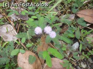 [P23] Mimosa Pudica la marginea cararii » foto by kati
 - 
<span class="allrVoted glyphicon glyphicon-heart hidden" id="av1045103"></span>
<a class="m-l-10 hidden" id="sv1045103" onclick="voting_Foto_DelVot(,1045103,8783)" role="button">șterge vot <span class="glyphicon glyphicon-remove"></span></a>
<a id="v91045103" class=" c-red"  onclick="voting_Foto_SetVot(1045103)" role="button"><span class="glyphicon glyphicon-heart-empty"></span> <b>LIKE</b> = Votează poza</a> <img class="hidden"  id="f1045103W9" src="/imagini/loader.gif" border="0" /><span class="AjErrMes hidden" id="e1045103ErM"></span>