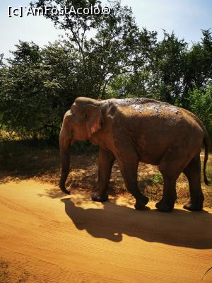 [P37] Elefant după bălăceală » foto by cata2106
 - 
<span class="allrVoted glyphicon glyphicon-heart hidden" id="av1288695"></span>
<a class="m-l-10 hidden" id="sv1288695" onclick="voting_Foto_DelVot(,1288695,8783)" role="button">șterge vot <span class="glyphicon glyphicon-remove"></span></a>
<a id="v91288695" class=" c-red"  onclick="voting_Foto_SetVot(1288695)" role="button"><span class="glyphicon glyphicon-heart-empty"></span> <b>LIKE</b> = Votează poza</a> <img class="hidden"  id="f1288695W9" src="/imagini/loader.gif" border="0" /><span class="AjErrMes hidden" id="e1288695ErM"></span>