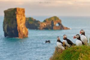 [P60] Peninsula Dyrhólaey » foto by adso <span class="label label-default labelC_thin small">NEVOTABILĂ</span>