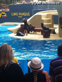 [P04] Imagine de la un show cu morse di Loro Parque » foto by tonymaestrul*
 - 
<span class="allrVoted glyphicon glyphicon-heart hidden" id="av333776"></span>
<a class="m-l-10 hidden" id="sv333776" onclick="voting_Foto_DelVot(,333776,8885)" role="button">șterge vot <span class="glyphicon glyphicon-remove"></span></a>
<a id="v9333776" class=" c-red"  onclick="voting_Foto_SetVot(333776)" role="button"><span class="glyphicon glyphicon-heart-empty"></span> <b>LIKE</b> = Votează poza</a> <img class="hidden"  id="f333776W9" src="/imagini/loader.gif" border="0" /><span class="AjErrMes hidden" id="e333776ErM"></span>