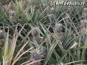 [P11] plantatie ananas » foto by marck1978
 - 
<span class="allrVoted glyphicon glyphicon-heart hidden" id="av422930"></span>
<a class="m-l-10 hidden" id="sv422930" onclick="voting_Foto_DelVot(,422930,9002)" role="button">șterge vot <span class="glyphicon glyphicon-remove"></span></a>
<a id="v9422930" class=" c-red"  onclick="voting_Foto_SetVot(422930)" role="button"><span class="glyphicon glyphicon-heart-empty"></span> <b>LIKE</b> = Votează poza</a> <img class="hidden"  id="f422930W9" src="/imagini/loader.gif" border="0" /><span class="AjErrMes hidden" id="e422930ErM"></span>