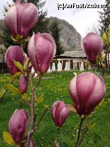 [P06] magnolii inflorite in curtea bisericii » foto by ms65
 - 
<span class="allrVoted glyphicon glyphicon-heart hidden" id="av76517"></span>
<a class="m-l-10 hidden" id="sv76517" onclick="voting_Foto_DelVot(,76517,9640)" role="button">șterge vot <span class="glyphicon glyphicon-remove"></span></a>
<a id="v976517" class=" c-red"  onclick="voting_Foto_SetVot(76517)" role="button"><span class="glyphicon glyphicon-heart-empty"></span> <b>LIKE</b> = Votează poza</a> <img class="hidden"  id="f76517W9" src="/imagini/loader.gif" border="0" /><span class="AjErrMes hidden" id="e76517ErM"></span>