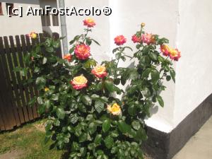 [P33] Manastirea Surpatele-Culori de vara...  » foto by Floria
 - 
<span class="allrVoted glyphicon glyphicon-heart hidden" id="av846427"></span>
<a class="m-l-10 hidden" id="sv846427" onclick="voting_Foto_DelVot(,846427,9645)" role="button">șterge vot <span class="glyphicon glyphicon-remove"></span></a>
<a id="v9846427" class=" c-red"  onclick="voting_Foto_SetVot(846427)" role="button"><span class="glyphicon glyphicon-heart-empty"></span> <b>LIKE</b> = Votează poza</a> <img class="hidden"  id="f846427W9" src="/imagini/loader.gif" border="0" /><span class="AjErrMes hidden" id="e846427ErM"></span>