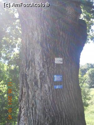 [P04] Trunchiul unui stejar secular » foto by zlatna
 - 
<span class="allrVoted glyphicon glyphicon-heart hidden" id="av726561"></span>
<a class="m-l-10 hidden" id="sv726561" onclick="voting_Foto_DelVot(,726561,9645)" role="button">șterge vot <span class="glyphicon glyphicon-remove"></span></a>
<a id="v9726561" class=" c-red"  onclick="voting_Foto_SetVot(726561)" role="button"><span class="glyphicon glyphicon-heart-empty"></span> <b>LIKE</b> = Votează poza</a> <img class="hidden"  id="f726561W9" src="/imagini/loader.gif" border="0" /><span class="AjErrMes hidden" id="e726561ErM"></span>