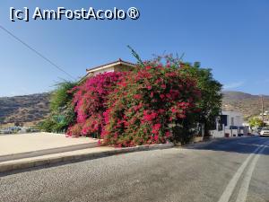 [P54] O bougainvillea spectaculoasă » foto by crismis
 - 
<span class="allrVoted glyphicon glyphicon-heart hidden" id="av1466649"></span>
<a class="m-l-10 hidden" id="sv1466649" onclick="voting_Foto_DelVot(,1466649,9792)" role="button">șterge vot <span class="glyphicon glyphicon-remove"></span></a>
<a id="v91466649" class=" c-red"  onclick="voting_Foto_SetVot(1466649)" role="button"><span class="glyphicon glyphicon-heart-empty"></span> <b>LIKE</b> = Votează poza</a> <img class="hidden"  id="f1466649W9" src="/imagini/loader.gif" border="0" /><span class="AjErrMes hidden" id="e1466649ErM"></span>