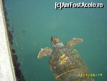 [P06] Kefalonia, Argostoli- Vestitele Caretta Caretta » foto by bellvedere
 - 
<span class="allrVoted glyphicon glyphicon-heart hidden" id="av245337"></span>
<a class="m-l-10 hidden" id="sv245337" onclick="voting_Foto_DelVot(,245337,9859)" role="button">șterge vot <span class="glyphicon glyphicon-remove"></span></a>
<a id="v9245337" class=" c-red"  onclick="voting_Foto_SetVot(245337)" role="button"><span class="glyphicon glyphicon-heart-empty"></span> <b>LIKE</b> = Votează poza</a> <img class="hidden"  id="f245337W9" src="/imagini/loader.gif" border="0" /><span class="AjErrMes hidden" id="e245337ErM"></span>