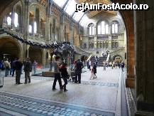[P189] Central Hall, cu modelul unui Diplodocus pe centru. Darwin troneaza in fundal, pe centru. Din camera asta aveti acces la principalele camere din cladirea principala. » foto by TraianS
 - 
<span class="allrVoted glyphicon glyphicon-heart hidden" id="av223359"></span>
<a class="m-l-10 hidden" id="sv223359" onclick="voting_Foto_DelVot(,223359,10282)" role="button">șterge vot <span class="glyphicon glyphicon-remove"></span></a>
<a id="v9223359" class=" c-red"  onclick="voting_Foto_SetVot(223359)" role="button"><span class="glyphicon glyphicon-heart-empty"></span> <b>LIKE</b> = Votează poza</a> <img class="hidden"  id="f223359W9" src="/imagini/loader.gif" border="0" /><span class="AjErrMes hidden" id="e223359ErM"></span>
