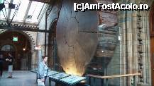 [P201] Giant Sequoia e la cel mai inalt nivel din Central Hall. » foto by TraianS
 - 
<span class="allrVoted glyphicon glyphicon-heart hidden" id="av223387"></span>
<a class="m-l-10 hidden" id="sv223387" onclick="voting_Foto_DelVot(,223387,10282)" role="button">șterge vot <span class="glyphicon glyphicon-remove"></span></a>
<a id="v9223387" class=" c-red"  onclick="voting_Foto_SetVot(223387)" role="button"><span class="glyphicon glyphicon-heart-empty"></span> <b>LIKE</b> = Votează poza</a> <img class="hidden"  id="f223387W9" src="/imagini/loader.gif" border="0" /><span class="AjErrMes hidden" id="e223387ErM"></span>