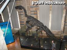 [P204] In camera 'Dinosaurs' din Blue Zone, intai se merge pe un pod suspendat pentru a privi dinozaurii in ochi, iar la intoarcere, pe langa ei. Natural History Museum. » foto by TraianS
 - 
<span class="allrVoted glyphicon glyphicon-heart hidden" id="av223392"></span>
<a class="m-l-10 hidden" id="sv223392" onclick="voting_Foto_DelVot(,223392,10282)" role="button">șterge vot <span class="glyphicon glyphicon-remove"></span></a>
<a id="v9223392" class=" c-red"  onclick="voting_Foto_SetVot(223392)" role="button"><span class="glyphicon glyphicon-heart-empty"></span> <b>LIKE</b> = Votează poza</a> <img class="hidden"  id="f223392W9" src="/imagini/loader.gif" border="0" /><span class="AjErrMes hidden" id="e223392ErM"></span>