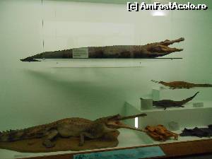 [P42] crocobauri » foto by buterfly*
 - 
<span class="allrVoted glyphicon glyphicon-heart hidden" id="av573233"></span>
<a class="m-l-10 hidden" id="sv573233" onclick="voting_Foto_DelVot(,573233,10282)" role="button">șterge vot <span class="glyphicon glyphicon-remove"></span></a>
<a id="v9573233" class=" c-red"  onclick="voting_Foto_SetVot(573233)" role="button"><span class="glyphicon glyphicon-heart-empty"></span> <b>LIKE</b> = Votează poza</a> <img class="hidden"  id="f573233W9" src="/imagini/loader.gif" border="0" /><span class="AjErrMes hidden" id="e573233ErM"></span>