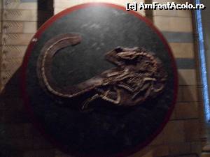 [P59] ne apropiem de zona dinozaurilor » foto by buterfly*
 - 
<span class="allrVoted glyphicon glyphicon-heart hidden" id="av573250"></span>
<a class="m-l-10 hidden" id="sv573250" onclick="voting_Foto_DelVot(,573250,10282)" role="button">șterge vot <span class="glyphicon glyphicon-remove"></span></a>
<a id="v9573250" class=" c-red"  onclick="voting_Foto_SetVot(573250)" role="button"><span class="glyphicon glyphicon-heart-empty"></span> <b>LIKE</b> = Votează poza</a> <img class="hidden"  id="f573250W9" src="/imagini/loader.gif" border="0" /><span class="AjErrMes hidden" id="e573250ErM"></span>