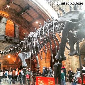 [P06] natural history museum » foto by iacobescu.a
 - 
<span class="allrVoted glyphicon glyphicon-heart hidden" id="av614238"></span>
<a class="m-l-10 hidden" id="sv614238" onclick="voting_Foto_DelVot(,614238,10282)" role="button">șterge vot <span class="glyphicon glyphicon-remove"></span></a>
<a id="v9614238" class=" c-red"  onclick="voting_Foto_SetVot(614238)" role="button"><span class="glyphicon glyphicon-heart-empty"></span> <b>LIKE</b> = Votează poza</a> <img class="hidden"  id="f614238W9" src="/imagini/loader.gif" border="0" /><span class="AjErrMes hidden" id="e614238ErM"></span>