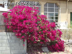 [P70] Bougainvillea de lângă vechiul apeduct, Nicosia de sud » foto by irinad
 - 
<span class="allrVoted glyphicon glyphicon-heart hidden" id="av772040"></span>
<a class="m-l-10 hidden" id="sv772040" onclick="voting_Foto_DelVot(,772040,10592)" role="button">șterge vot <span class="glyphicon glyphicon-remove"></span></a>
<a id="v9772040" class=" c-red"  onclick="voting_Foto_SetVot(772040)" role="button"><span class="glyphicon glyphicon-heart-empty"></span> <b>LIKE</b> = Votează poza</a> <img class="hidden"  id="f772040W9" src="/imagini/loader.gif" border="0" /><span class="AjErrMes hidden" id="e772040ErM"></span>