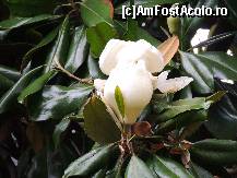 [P11] Camelia Japonica era de marimea unui pumn » foto by claudiu 71
 - 
<span class="allrVoted glyphicon glyphicon-heart hidden" id="av425484"></span>
<a class="m-l-10 hidden" id="sv425484" onclick="voting_Foto_DelVot(,425484,10670)" role="button">șterge vot <span class="glyphicon glyphicon-remove"></span></a>
<a id="v9425484" class=" c-red"  onclick="voting_Foto_SetVot(425484)" role="button"><span class="glyphicon glyphicon-heart-empty"></span> <b>LIKE</b> = Votează poza</a> <img class="hidden"  id="f425484W9" src="/imagini/loader.gif" border="0" /><span class="AjErrMes hidden" id="e425484ErM"></span>